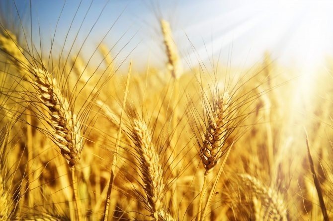 Пшеница кукуруза подсолнечник