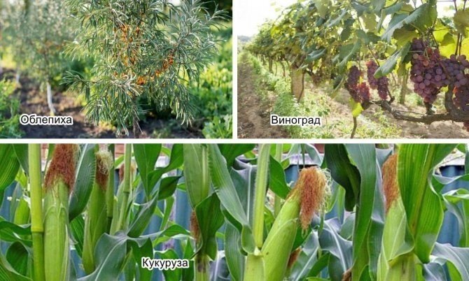 Растение кукуруза