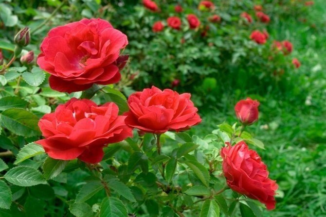 Роза пауль скарлет клайминг
