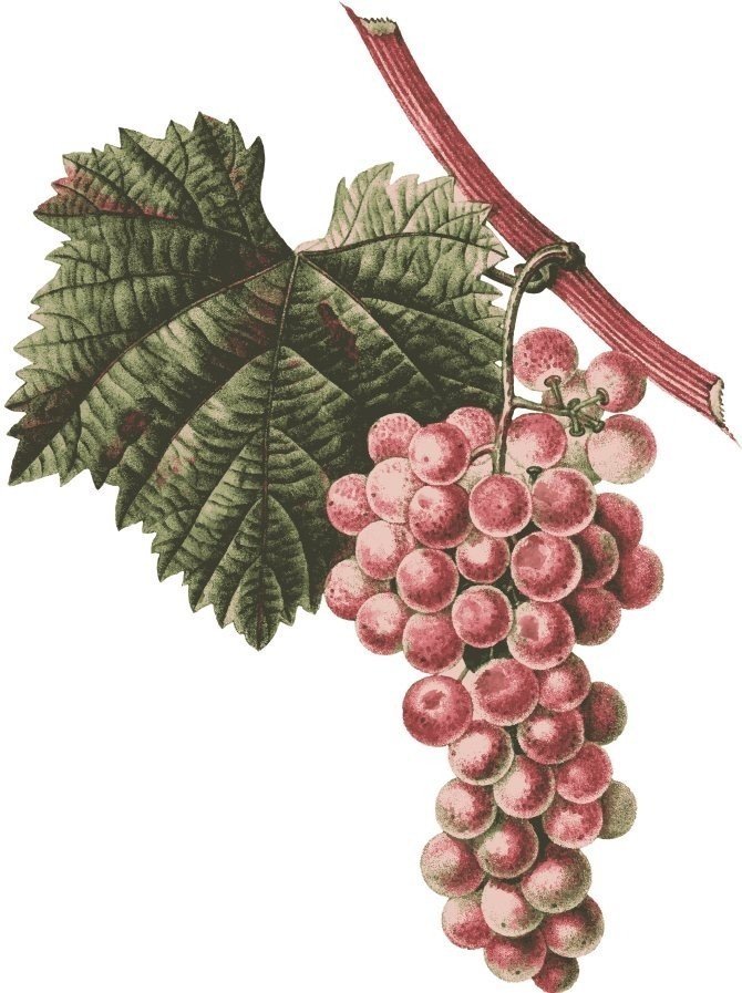 Сорт винограда зилга