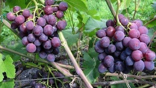 Элитный гибрид винограда сорт Рошфор