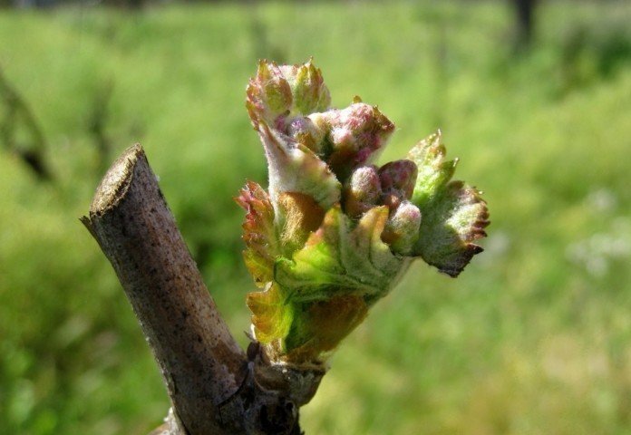 Основные причины гибели почек на винограде ранней весной