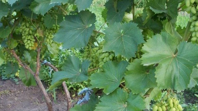 Формирование куста винограда: как правильно формировать виноградную лозу