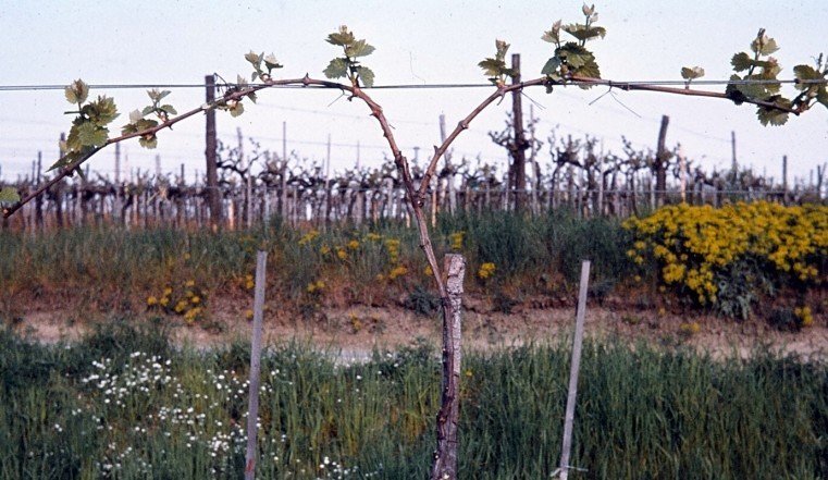 Веерная подвязка винограда