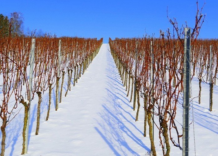 Древовидный виноград зимой