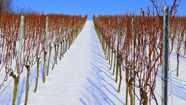 Как укрыть виноград на зиму, чтобы он не замерз и не выпрел