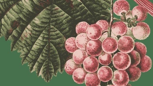 Лучшие рекомендации о том, как хранить саженцы и черенки винограда до посадки