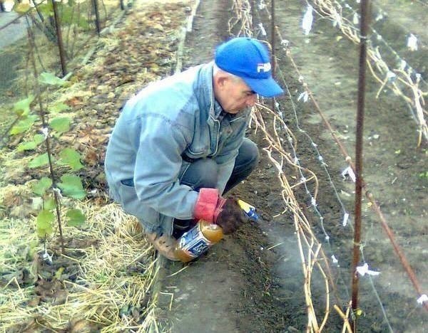 Обработка винограда весной медным купоросом
