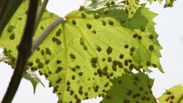 Бордосская смесь для винограда: осенью, весной, летом, способ применения, от каких болезней