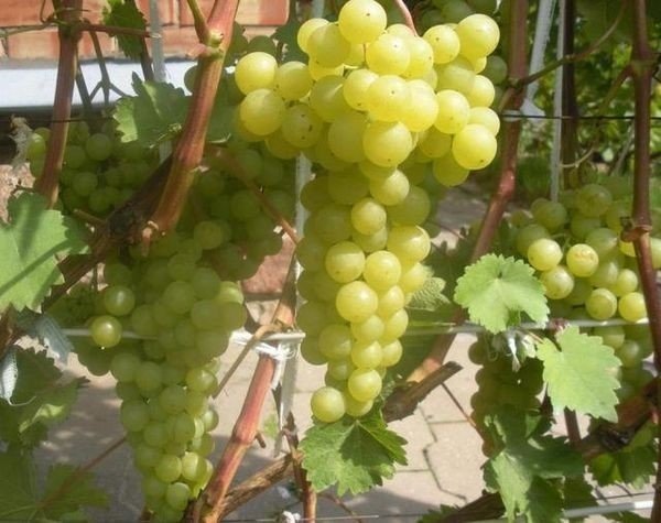Сорт винограда дзинтарс
