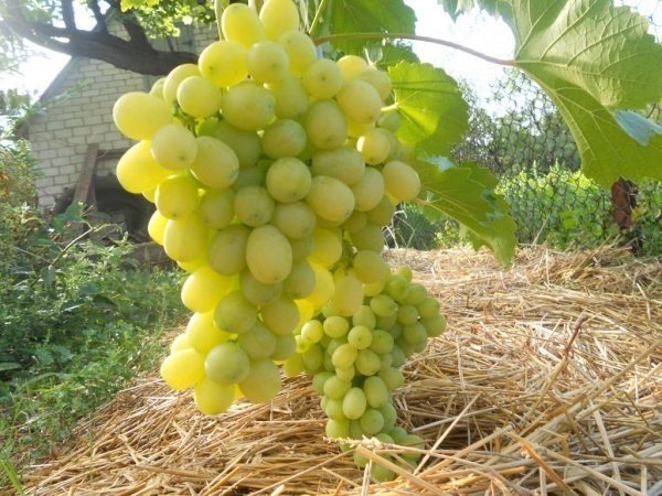 Виноград сорт велика