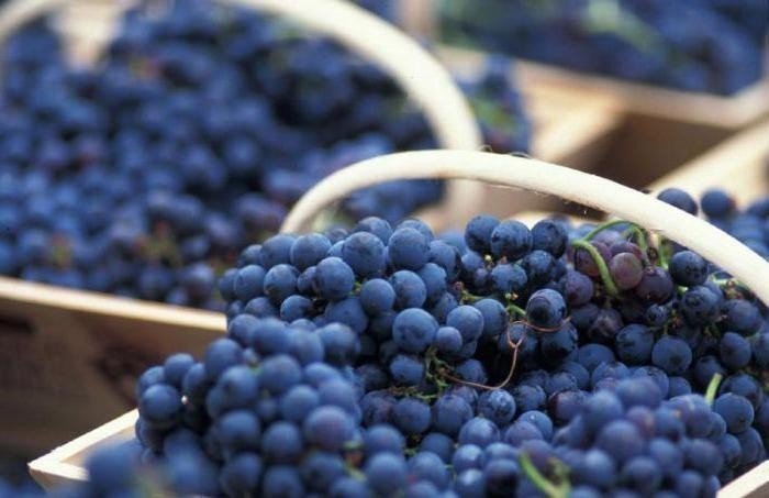Bordeaux сорта винограда