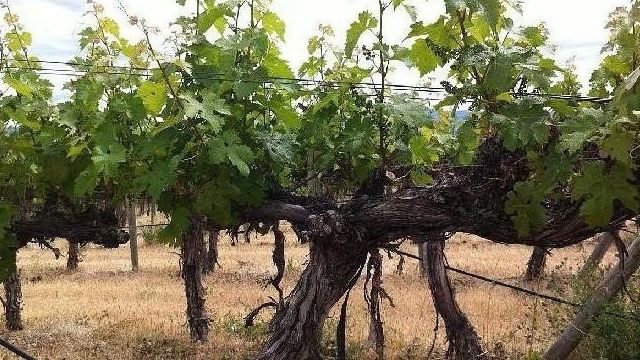 Сорт винограда Каберне Совиньон: описание, уход, выращивание и отзывы