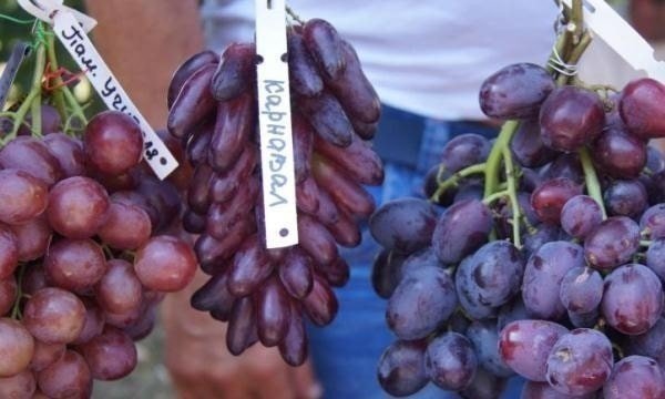 Сорт винограда карнавал павловского