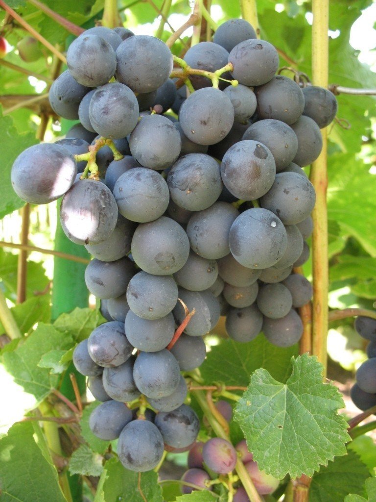 Сорт винограда неретинский