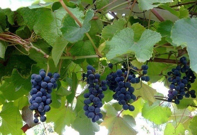 Виноград амурский габитус