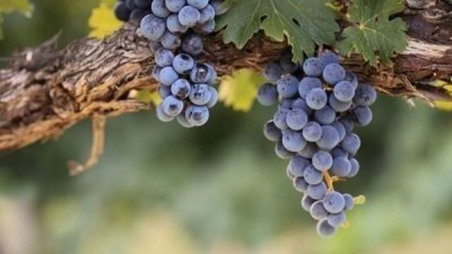 Виноград «Изабелла»: описание сорта, фото и отзывы