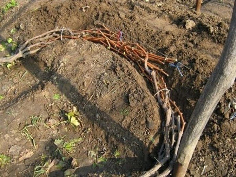 Прикапывание лозы винограда