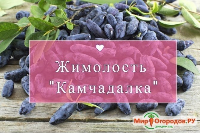 Жимолость Камчадалка