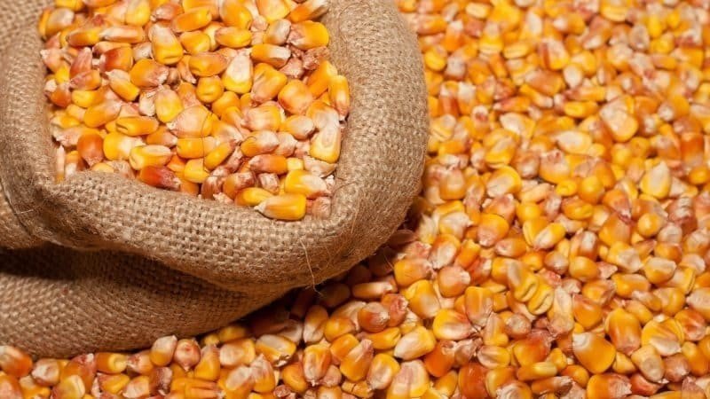 Сушеная фуражная кукуруза