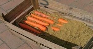 Хранение картошки и моркови в погребе