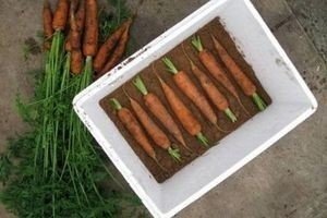 Ящик для моркови в погребе
