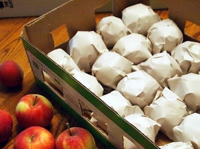 Хранение яблок на зиму в погребе