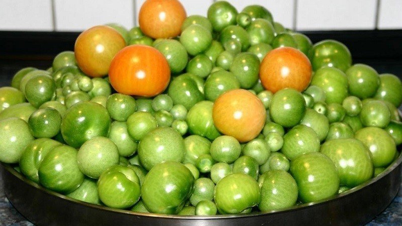 Зеленые помидоры грузинские