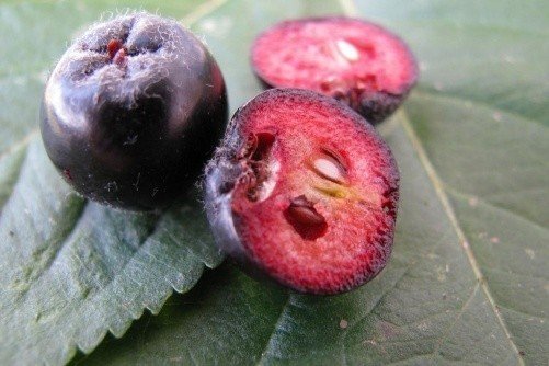 Grewia asiatica fruit