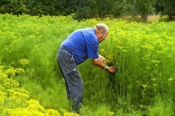 Рвать траву в огороде