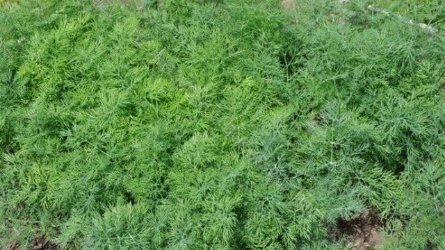 Выращиваем укроп: посадка в открытом грунте, теплице и на подоконнике
