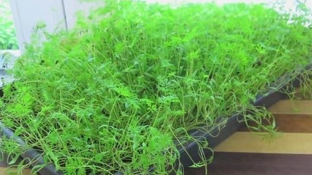 Как правильно выращивать укроп на подоконнике зимой в домашних условиях