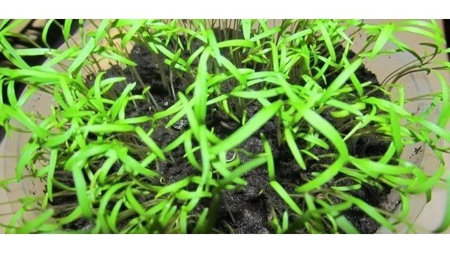 Укроп на подоконнике – домашнее выращивание