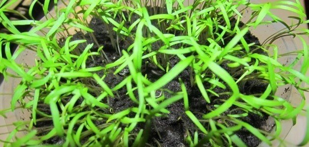 Зелень на подоконнике выращивание